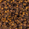 kukurydza-konopia-rzepik.jpg
