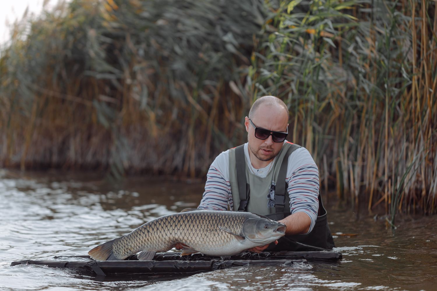 Ile waży karp? Tabela wagi wg długości (30, 60 cm)